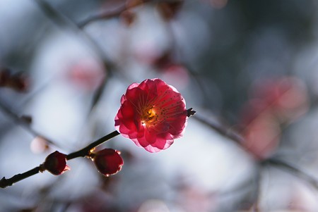 花びらが可愛いね~~~♪