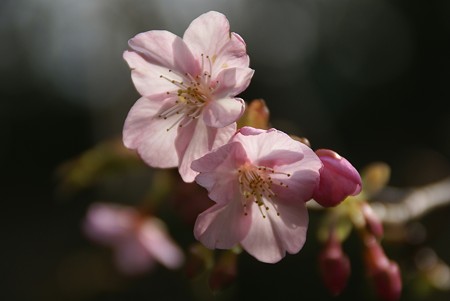 さくら。。 河津桜~♪