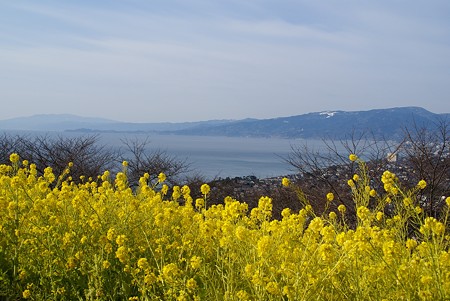 菜の花と海 吾妻山にて・・