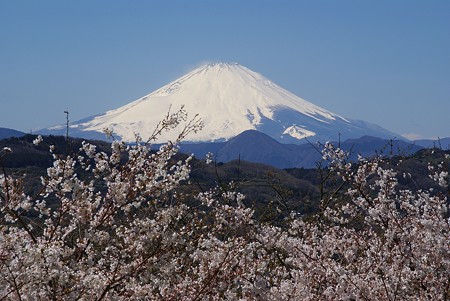 桜の季節の富士・・♪