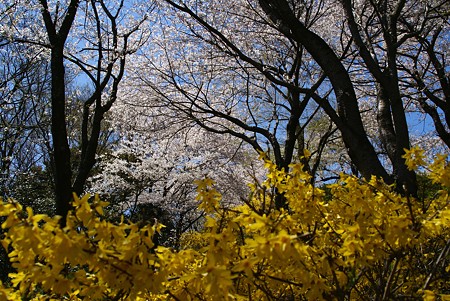 レンギョウと・・桜と・・♪