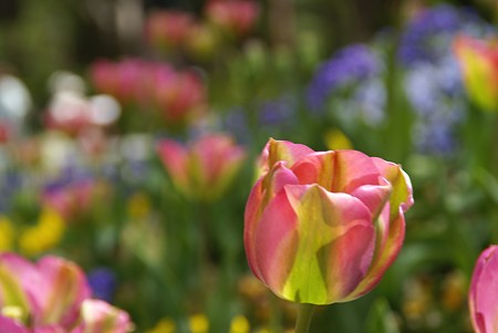 チューリップ咲く花壇・・