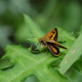 セセリチョウも季節