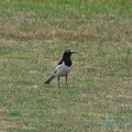 Photos: 賑やかな野鳥(セグロセキレイ)