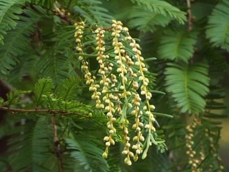 メタセコイヤの雄花