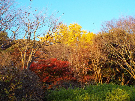 黄葉と紅葉1512010028