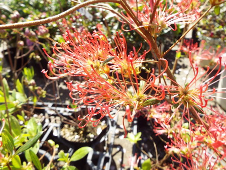 キンシベRhododendron kaempferi 'kinshibe'1604110001