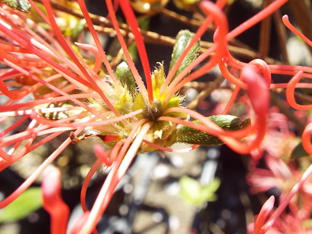 キンシベRhododendron kaempferi 'kinshibe1604110003