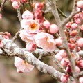 Photos: 一流D1-10DSCN6321
