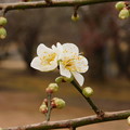 Photos: 月影SY2-033DSCN6295