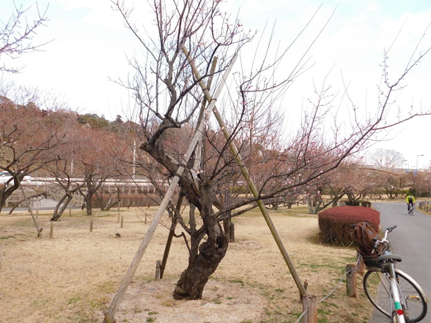東錦not塒出の鷹TA8-080DSCN7189