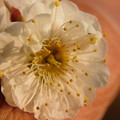 Photos: 鬼桂花C4-048DSCN7539