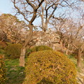 Photos: 鬼桂花C4-048DSCN7543