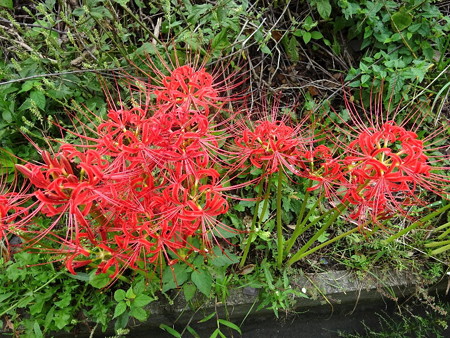 180922-1曼殊沙華