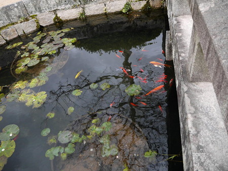 181113-43九龍池