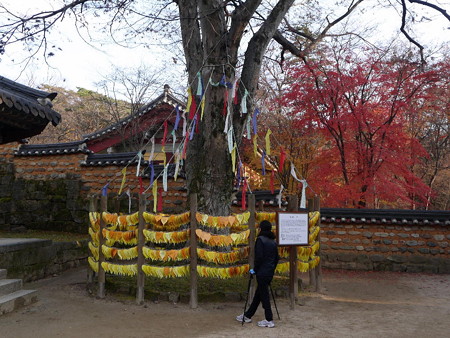 181114-33ご神木