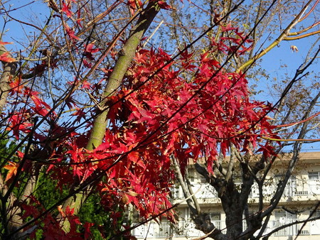 181224紅葉
