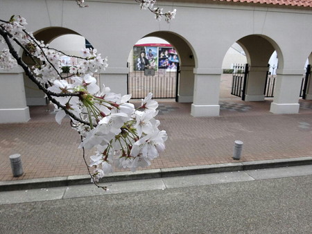 190402-25大劇場と桜