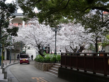 190402-28花の道