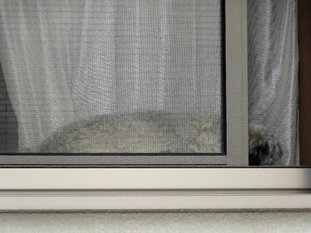 190512隣の犬