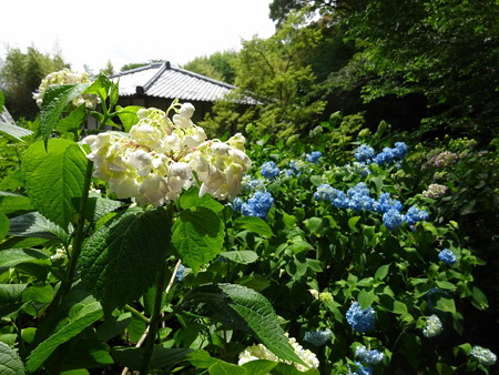 190604-05白い紫陽花