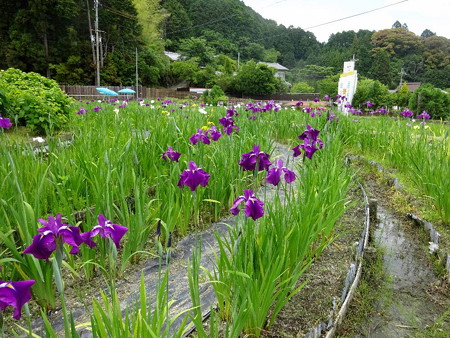 190604-11菖蒲園