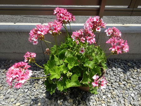 190729ベゴニア