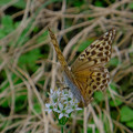 Photos: オオウラギンスジヒョウモン