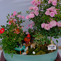 Photos: ミニバラ盆栽「トンガリ帽子の時計台」