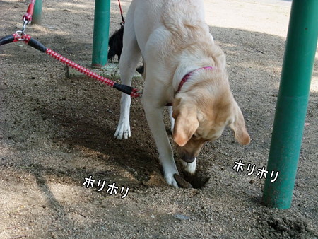 ホリホリ