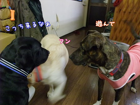 遊んで