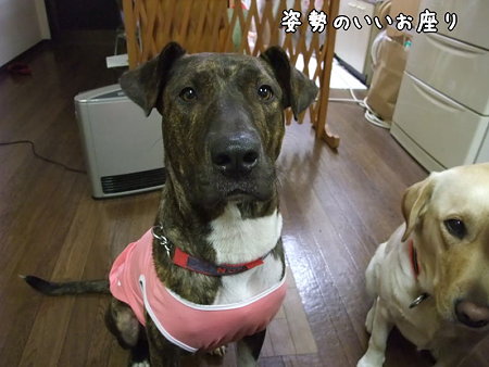 姿勢のいいお座り