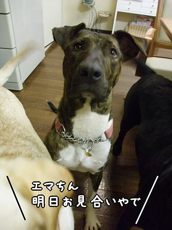 明日は