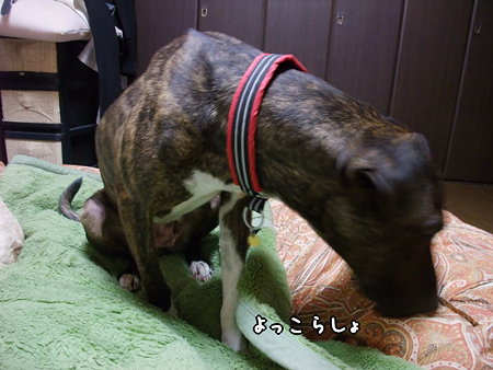 よっこらしょ