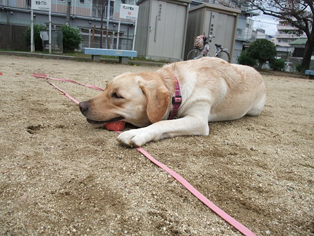 近寄ると…