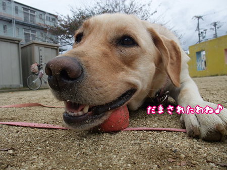 だまされた