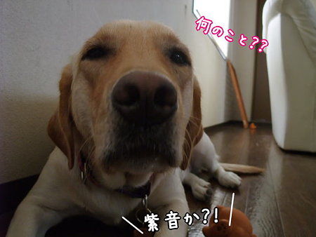 すっとぼけ