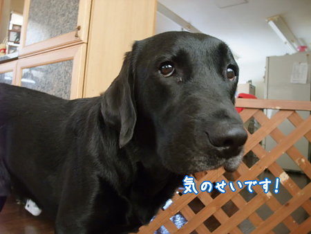 気のせいです!