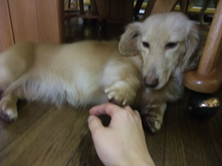 触るのやめると…短い足で催促