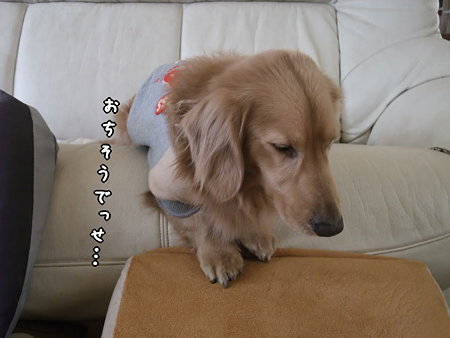 落ちそうでっせ