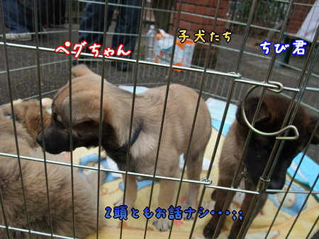 子犬
