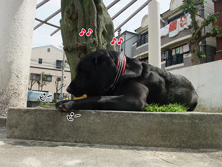 変な犬です