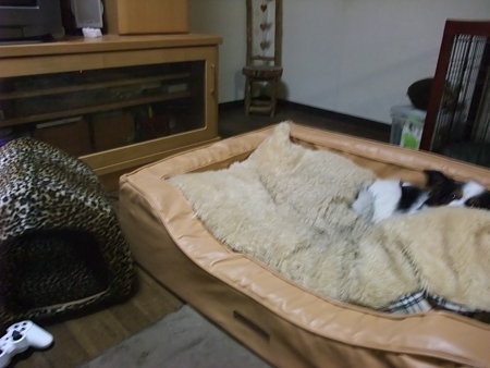 ハウスが側にあるにも関わらず