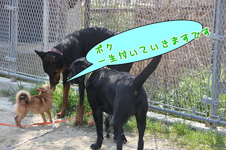 惚れた