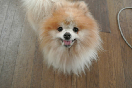 秋田犬?!
