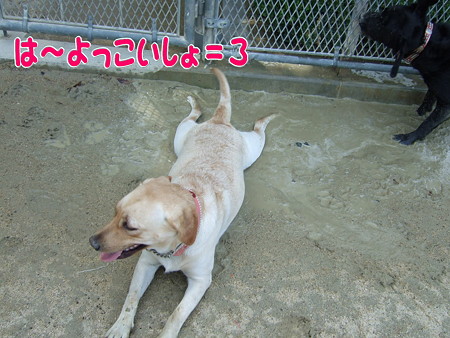 よっこいしょ