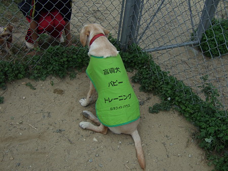 盲導犬候補のパピー