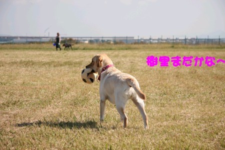待ち犬