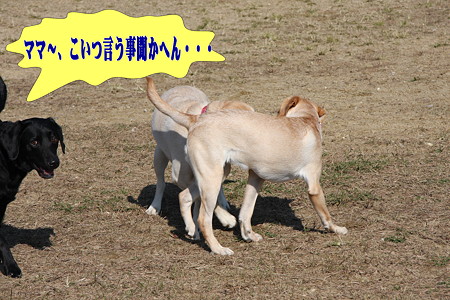 聞かない・・・