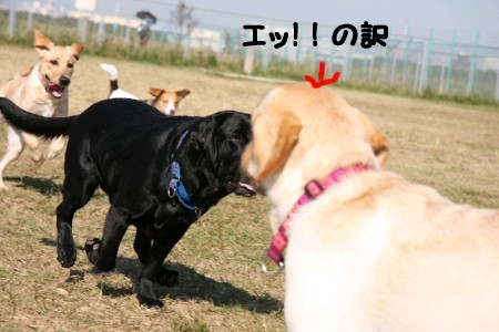 訳
